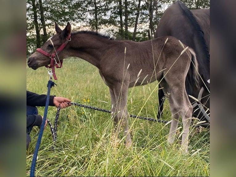 Duitse rijpony Hengst 1 Jaar Zwart in Bonitz