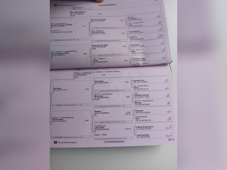 Duitse rijpony Hengst 1 Jaar Zwart in Bonitz
