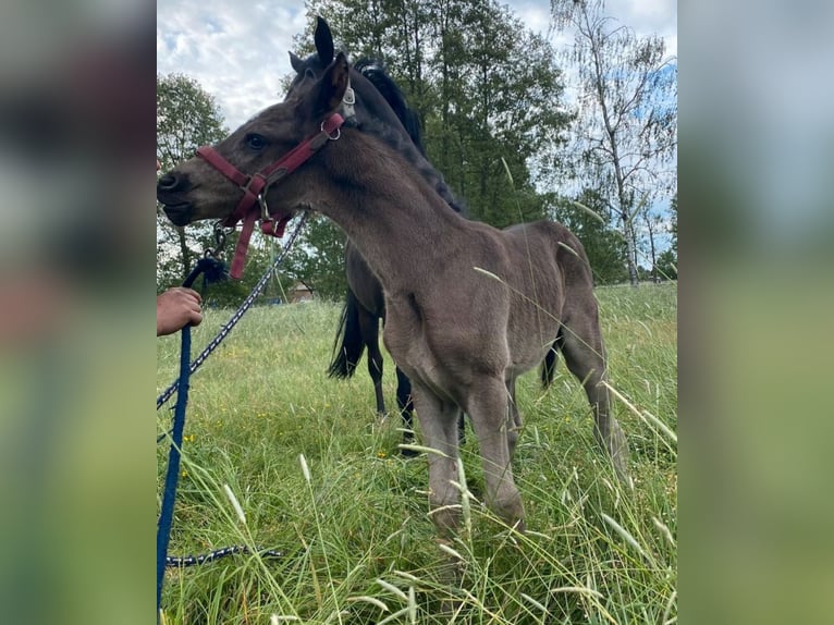 Duitse rijpony Hengst 1 Jaar Zwart in Bonitz