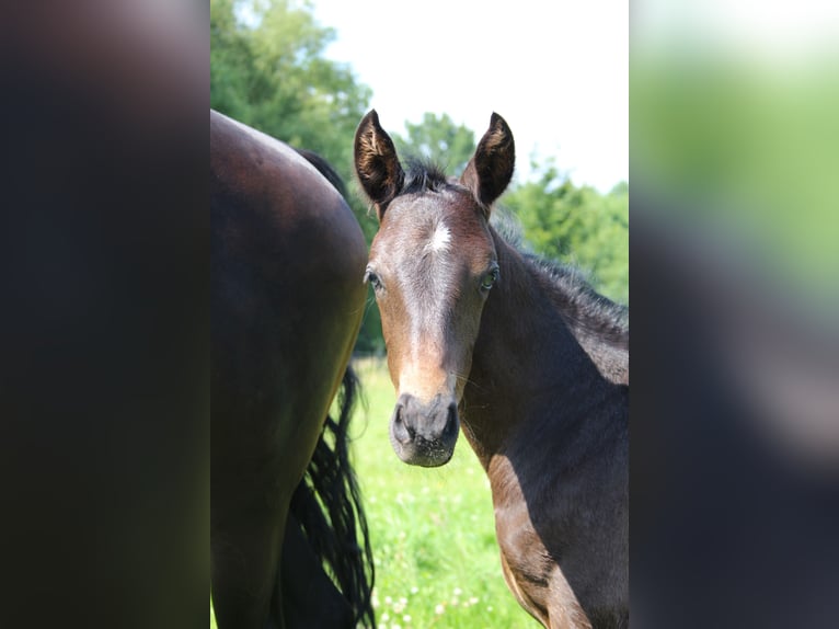 Duitse rijpony Hengst 1 Jaar Zwartbruin in Ganderkesee