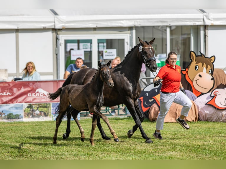 Duitse rijpony Hengst 1 Jaar Zwartbruin in Ganderkesee