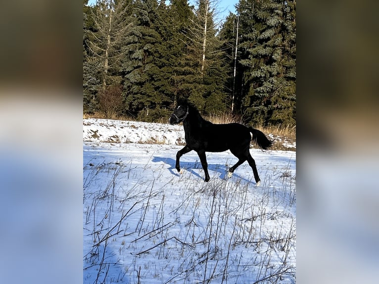 Duitse rijpony Hengst 1 Jaar Zwartschimmel in Wieserode