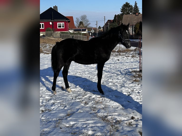 Duitse rijpony Hengst 1 Jaar Zwartschimmel in Wieserode