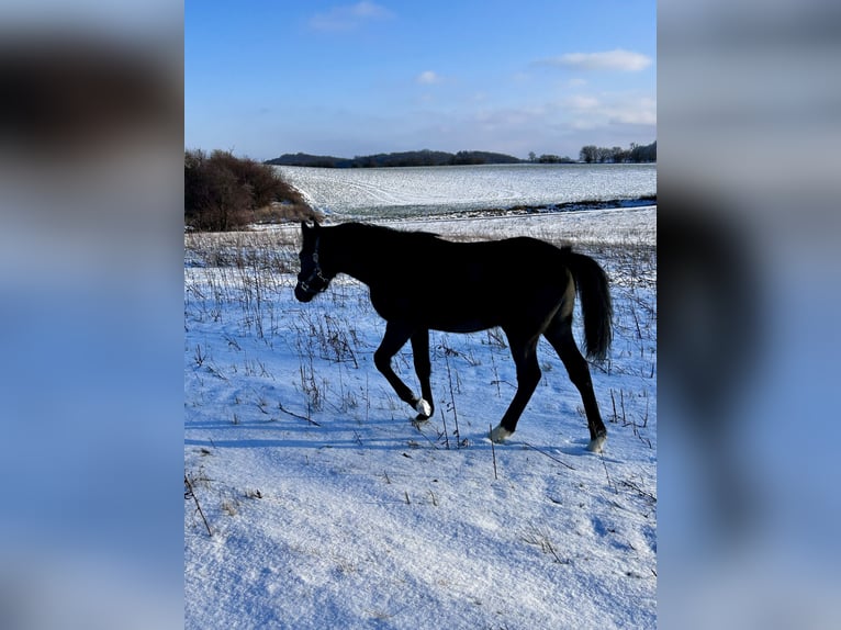 Duitse rijpony Hengst 1 Jaar Zwartschimmel in Wieserode