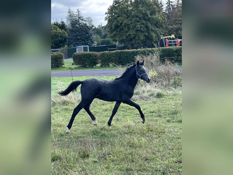 Duitse rijpony Hengst 1 Jaar Zwartschimmel in Wieserode
