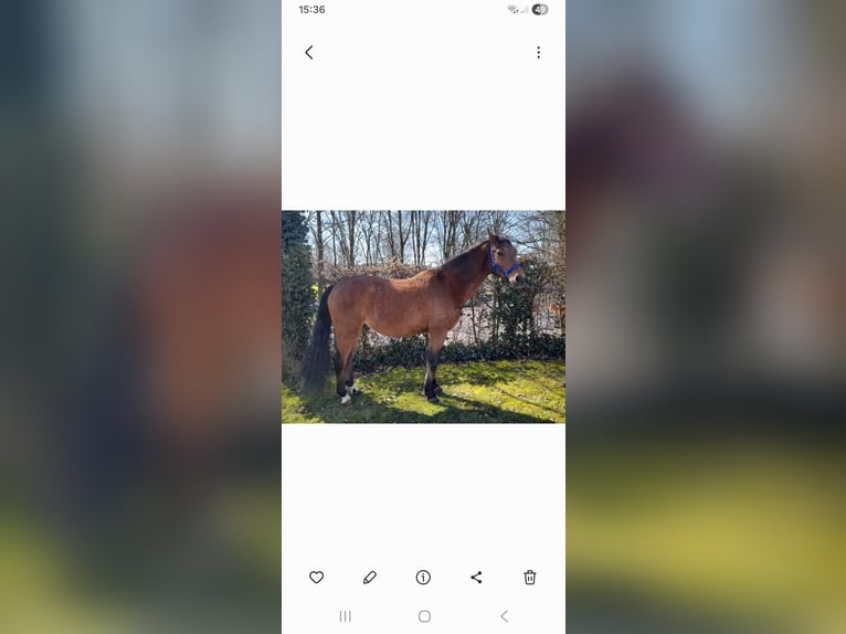 Duitse rijpony Hengst 20 Jaar 146 cm Bruin in Niederstotzingen