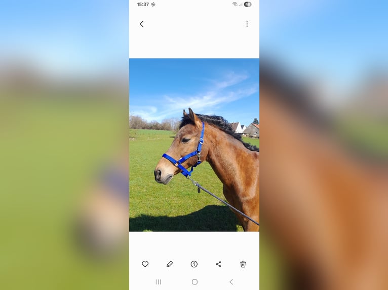 Duitse rijpony Hengst 20 Jaar 146 cm Bruin in Niederstotzingen