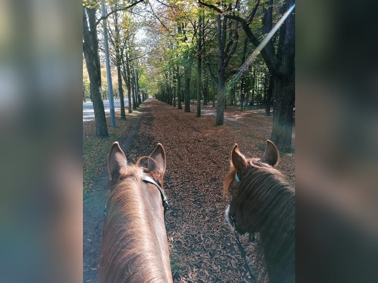 Duitse rijpony Hengst 20 Jaar 156 cm Vos in Wien, Leopoldstadt