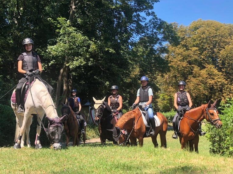 Duitse rijpony Hengst 20 Jaar 156 cm Vos in Wien, Leopoldstadt