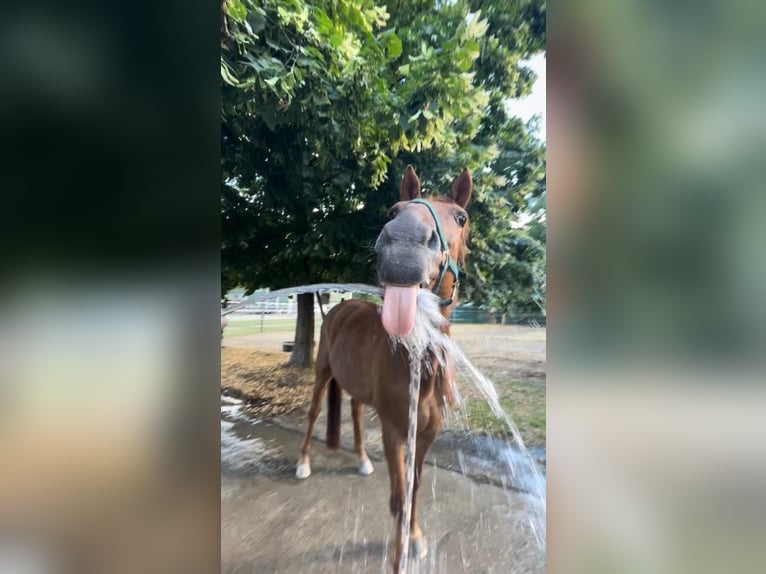 Duitse rijpony Hengst 20 Jaar 156 cm Vos in Wien, Leopoldstadt