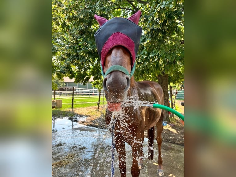 Duitse rijpony Hengst 20 Jaar 156 cm Vos in Wien, Leopoldstadt