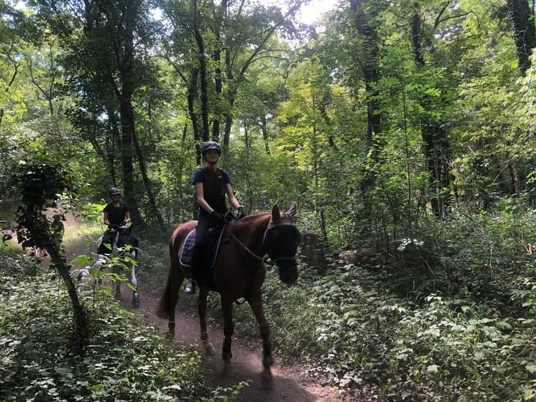 Duitse rijpony Hengst 20 Jaar 156 cm Vos in Wien, Leopoldstadt