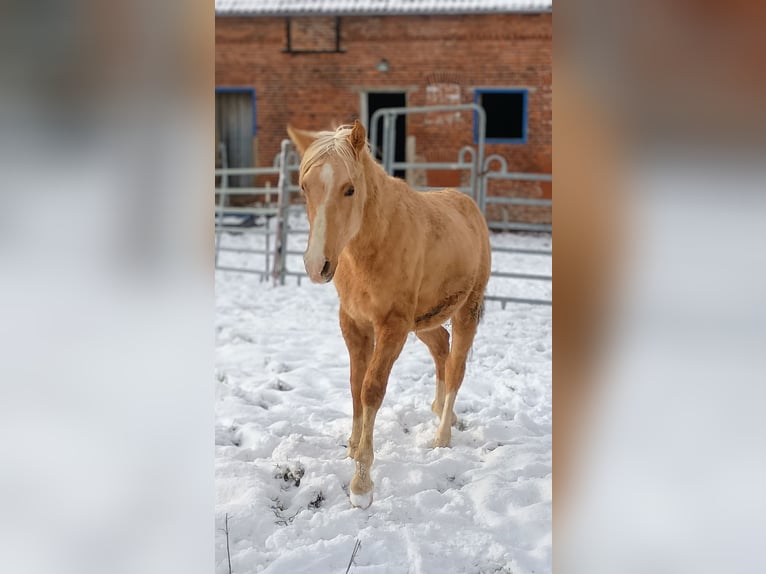 Duitse rijpony Hengst 2 Jaar 137 cm Palomino in Extertal