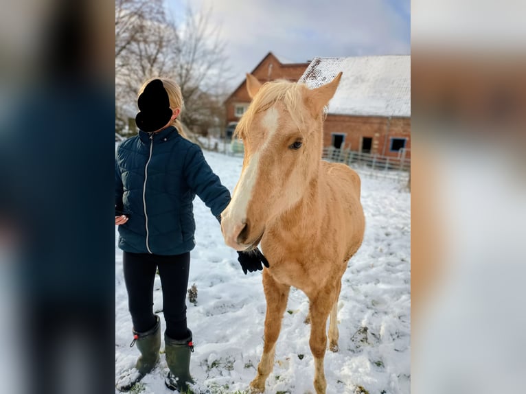 Duitse rijpony Hengst 2 Jaar 137 cm Palomino in Extertal