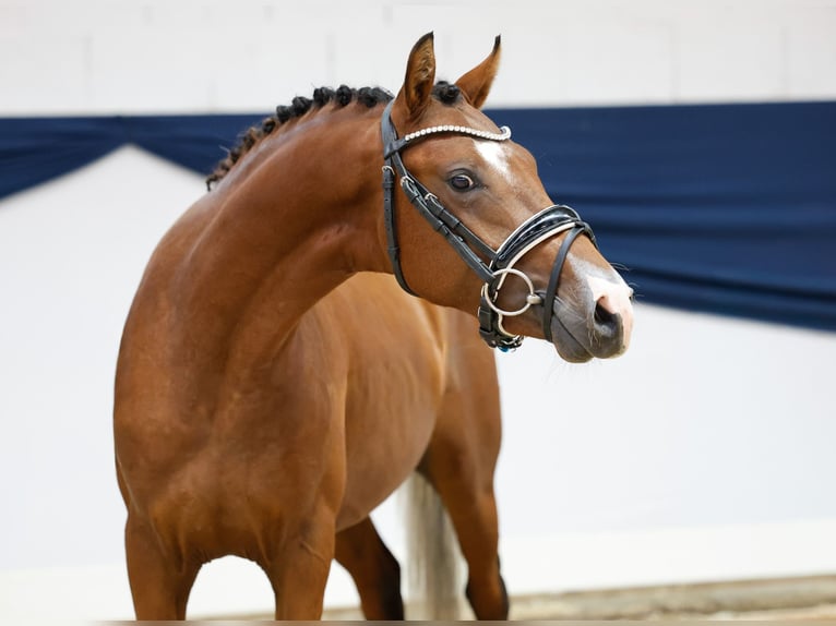 Duitse rijpony Hengst 2 Jaar 138 cm Bruin in Marsberg