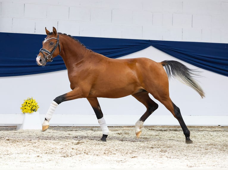 Duitse rijpony Hengst 2 Jaar 138 cm Bruin in Marsberg