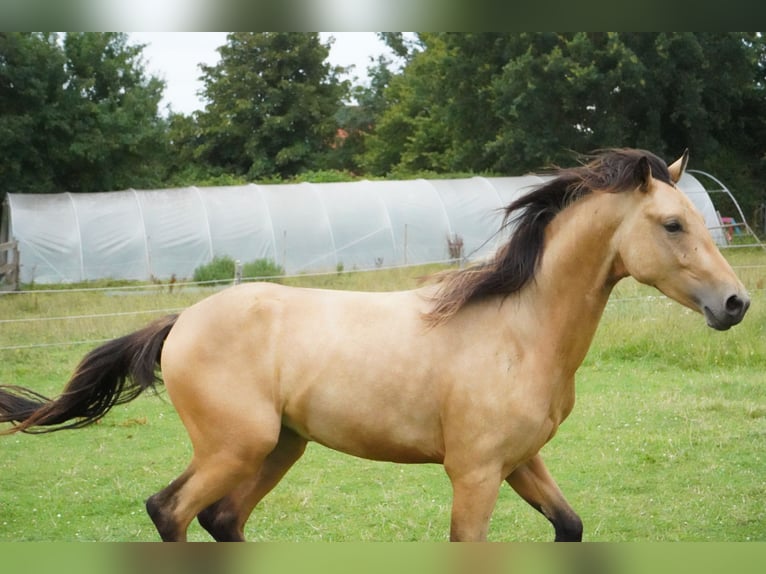 Duitse rijpony Hengst 2 Jaar 138 cm Buckskin in Damp