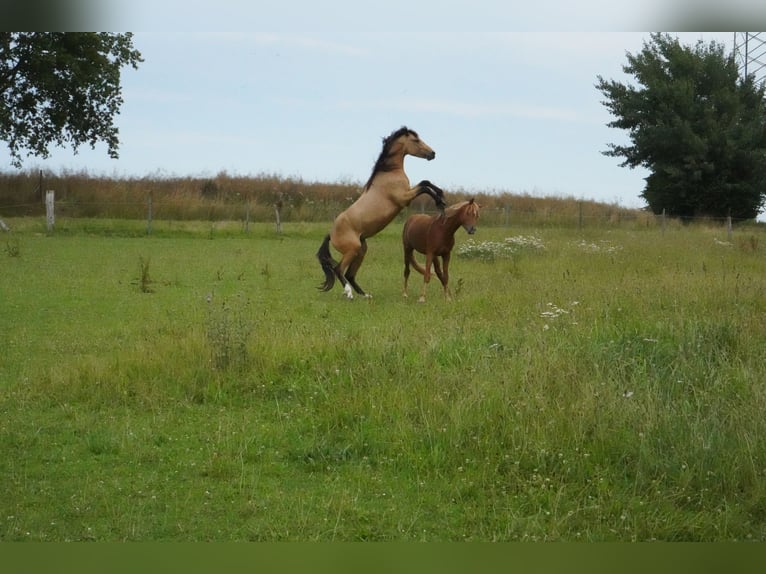 Duitse rijpony Hengst 2 Jaar 138 cm Buckskin in Damp