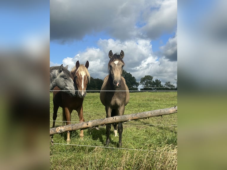 Duitse rijpony Hengst 2 Jaar 138 cm Buckskin in Much