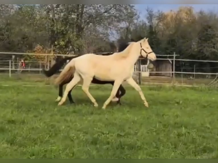 Duitse rijpony Hengst 2 Jaar 138 cm Perlino in Meißenheim