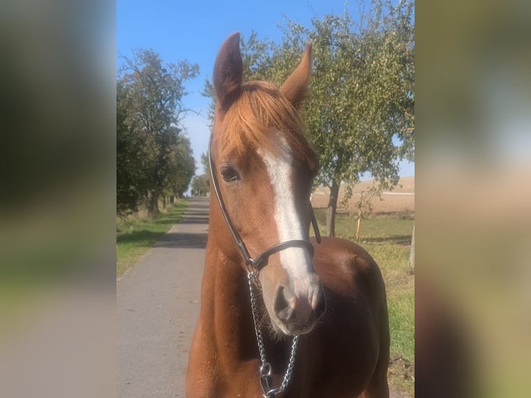 Duitse rijpony Mix Hengst 2 Jaar 138 cm Vos in Kirchworbis