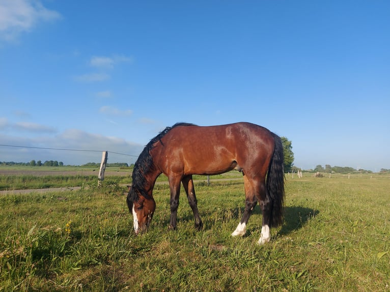 Duitse rijpony Hengst 2 Jaar 140 cm Bruin in Esens