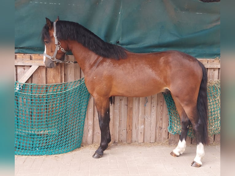 Duitse rijpony Hengst 2 Jaar 140 cm Bruin in Esens