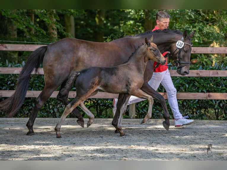 Duitse rijpony Hengst 2 Jaar 140 cm Zwartbruin in Alfhausen