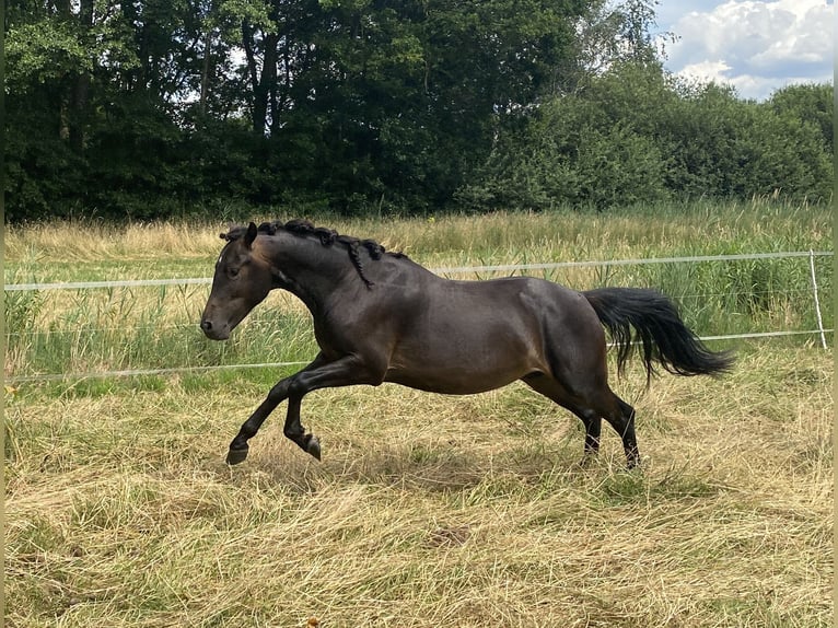 Duitse rijpony Hengst 2 Jaar 140 cm Zwartbruin in Alfhausen