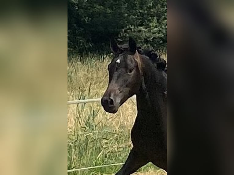 Duitse rijpony Hengst 2 Jaar 140 cm Zwartbruin in Alfhausen