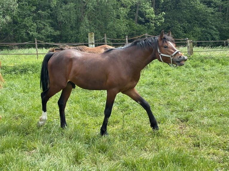 Duitse rijpony Hengst 2 Jaar 141 cm Bruin in Kempen