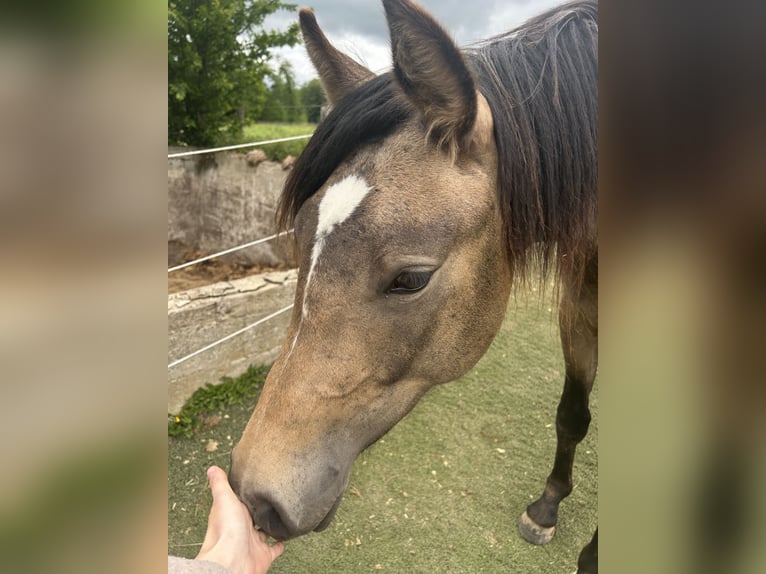 Duitse rijpony Hengst 2 Jaar 141 cm Buckskin in Much