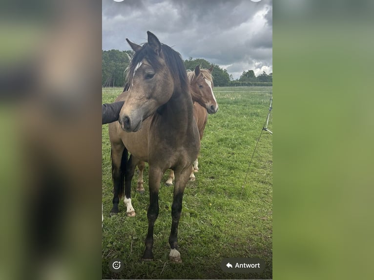 Duitse rijpony Hengst 2 Jaar 141 cm Buckskin in Much
