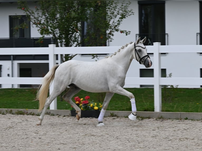 Duitse rijpony Hengst 2 Jaar 142 cm Schimmel in Gomadingen