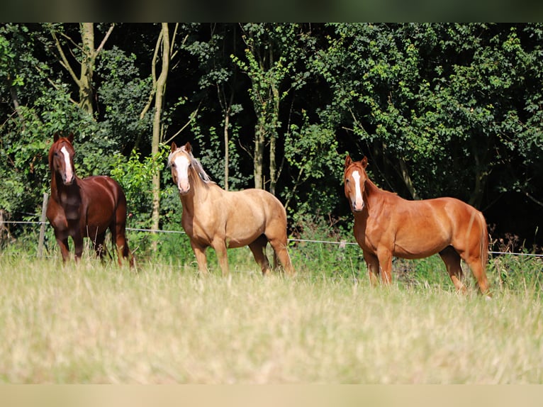 Duitse rijpony Hengst 2 Jaar 142 cm Vos in Neuenkirchen-Vörden