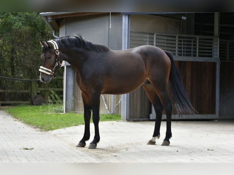 Duitse rijpony Hengst 2 Jaar 143 cm Donkerbruin in Pulheim