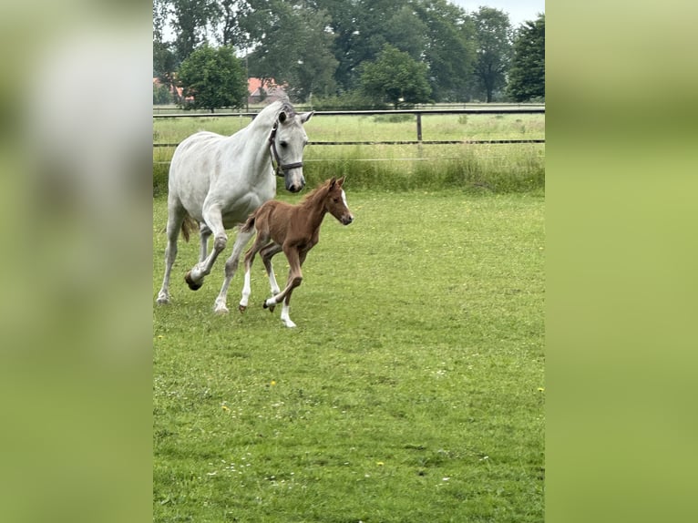 Duitse rijpony Hengst 2 Jaar 143 cm Donkere-vos in Thedinghausen