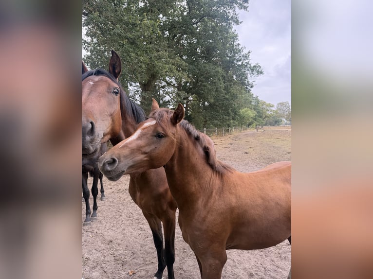 Duitse rijpony Hengst 2 Jaar 143 cm Donkere-vos in Thedinghausen