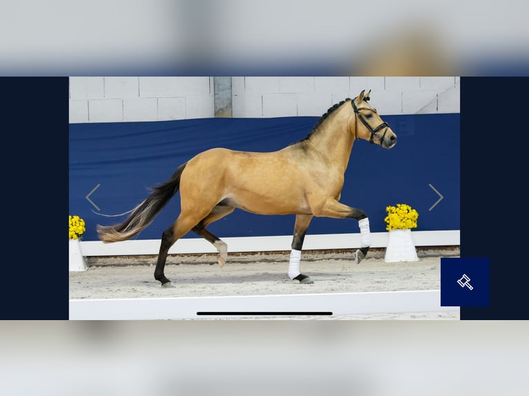 Duitse rijpony Hengst 2 Jaar 143 cm Falbe in Welver