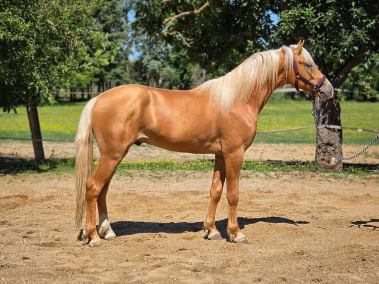 Duitse rijpony Hengst 2 Jaar 143 cm Palomino in Visz