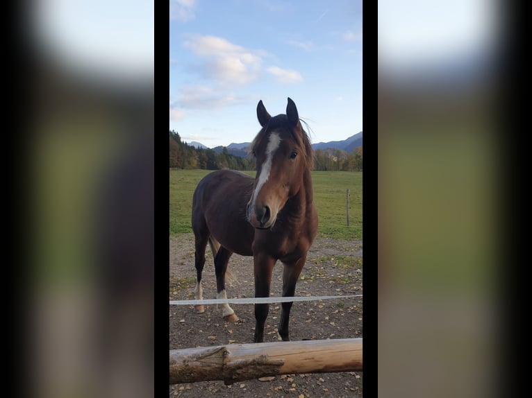 Duitse rijpony Hengst 2 Jaar 144 cm Bruin in Fischbachau