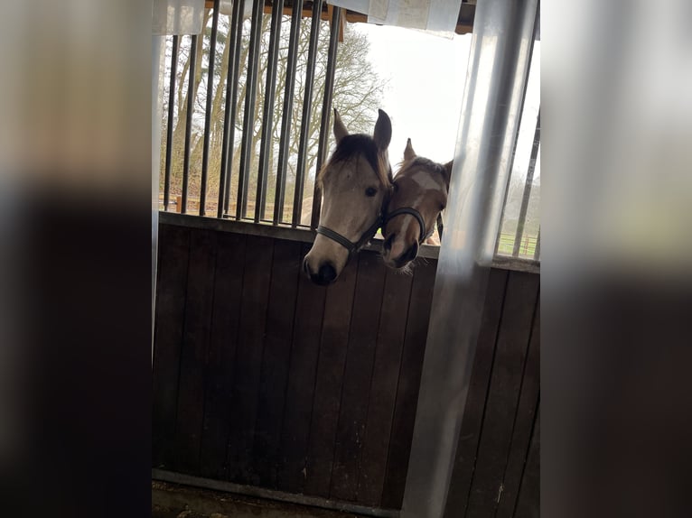 Duitse rijpony Hengst 2 Jaar 144 cm Buckskin in Friesoythe