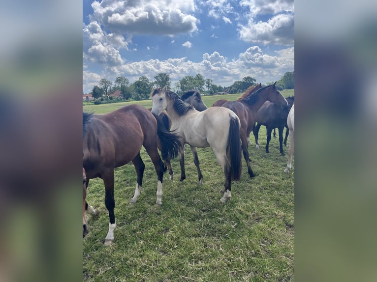 Duitse rijpony Hengst 2 Jaar 144 cm Buckskin in Friesoythe