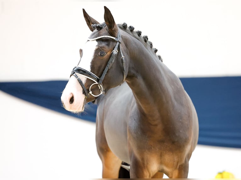 Duitse rijpony Hengst 2 Jaar 144 cm Donkerbruin in Marsberg