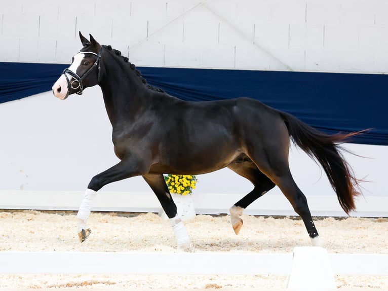 Duitse rijpony Hengst 2 Jaar 144 cm Donkerbruin in Marsberg