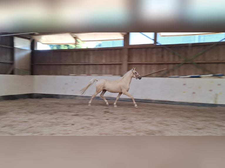 Duitse rijpony Hengst 2 Jaar 144 cm Palomino in Ebersbach an der Fils Duitse rijpony Hengst 2 Jaar 144 cm Palomino in Ebersbach an der Fils