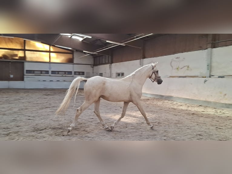 Duitse rijpony Hengst 2 Jaar 144 cm Palomino in Ebersbach an der Fils Duitse rijpony Hengst 2 Jaar 144 cm Palomino in Ebersbach an der Fils