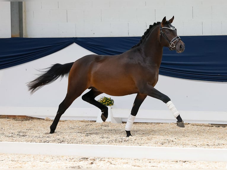 Duitse rijpony Hengst 2 Jaar 145 cm Bruin in Marsberg