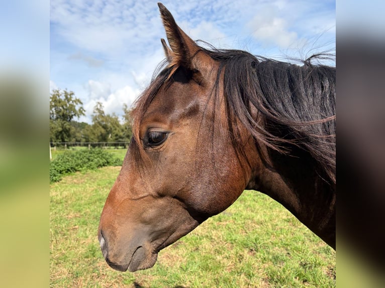 Duitse rijpony Mix Hengst 2 Jaar 145 cm Buckskin in Lilienthal