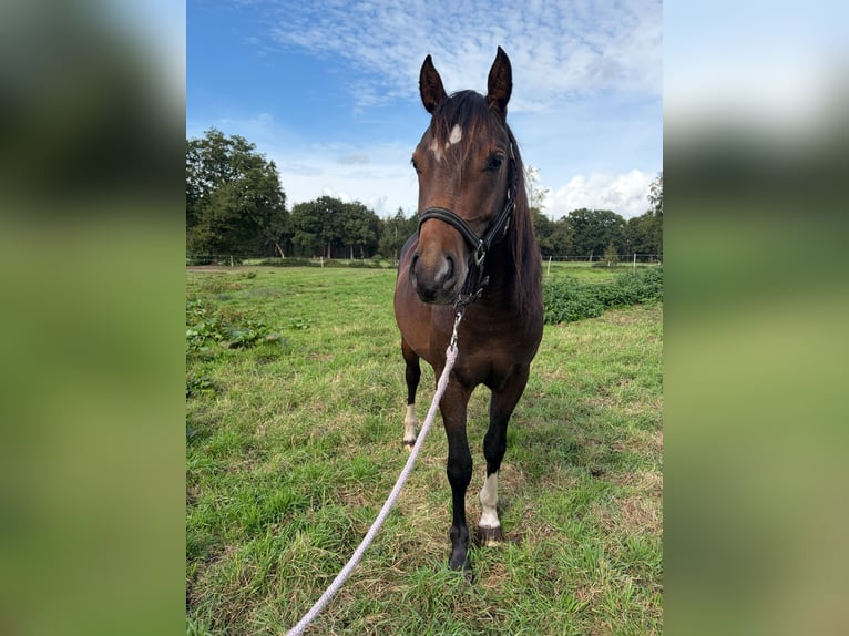 Duitse rijpony Mix Hengst 2 Jaar 145 cm Buckskin in Lilienthal